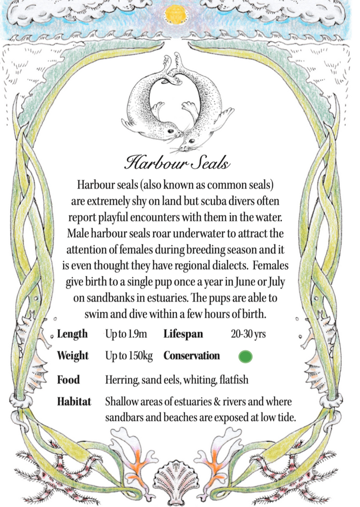 Hand illustrated information card with facts about harbour seals.