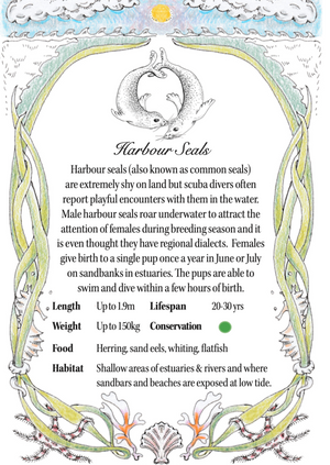 Hand illustrated information card with facts about harbour seals.