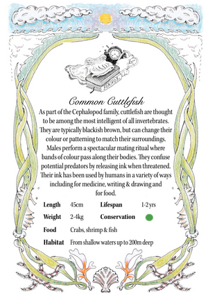Hand illustrated information card with facts about the common cuttlefish.